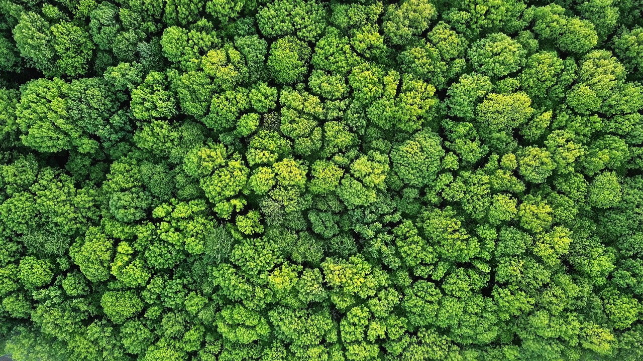 an aerial view of thickly packed green tree tops